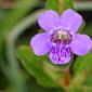 Oblongleaf Twinflower (Dyschoriste oblongifolia)