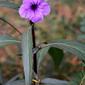 Ruellia coerulea